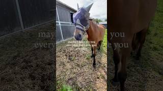. #equestrianjourney #equestrian #horse #pony