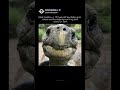 The Animal That’s 193 Years Old! 🐢🕰️