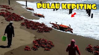 Tens of Thousands of Crabs Nest in the Sea Sand That Is Rarely Visited by Humans