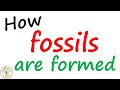 Fossilization Process Quiz