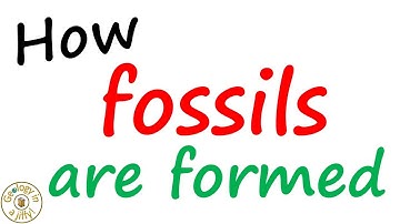 How fossils are formed - Geology in a Jiffy!