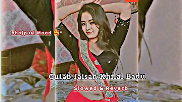 Gulab Jaisan Khilal Badu - slowed & reverb || bhojpuri song slowed reverb || heroine #video