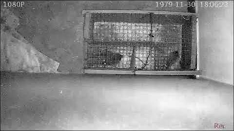 Bắt hết bầy Chuột Nhắt bằng cái bẫy tự chế (Trap all the Rats whit a handmake mousetrap)