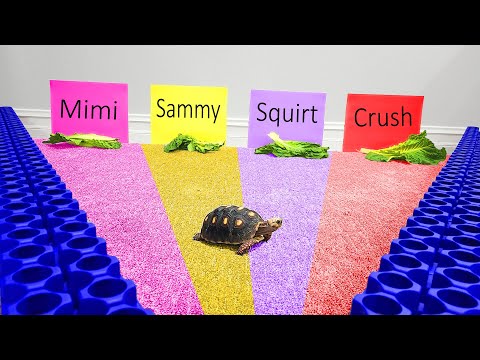 Letting Our Pet Turtle Pick Its Name!!!