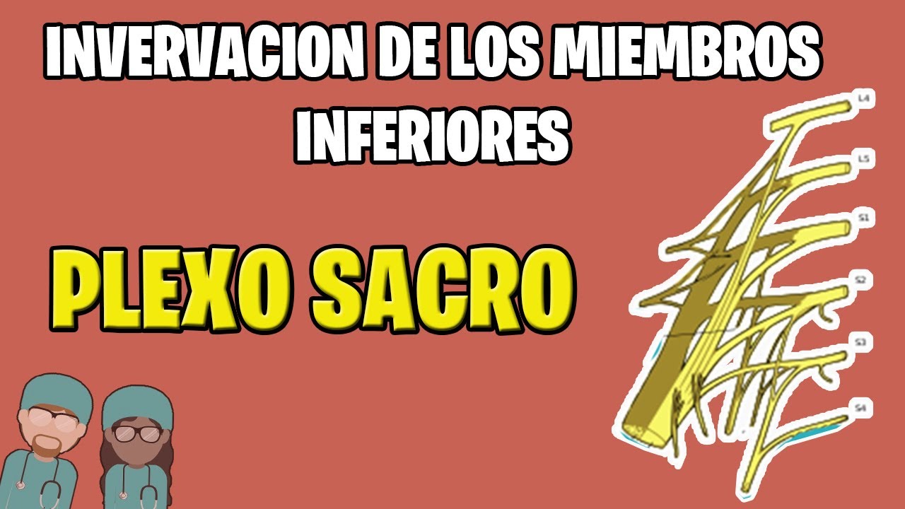 nervios del miembro inferior plexo sacro nervios del miembro inferior plexo sacro
