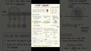 ⚕️💗✨ - ( STOP CODONS ) @sangeetha-zm4ic #subscribe #subscribe #like