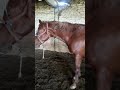 Осложнение гриппа лошадей