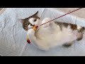 エースの命の期限は、1年前の今日でした【猫のモーニングルーティン】