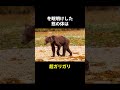 熊の秘密🤫暴露します🔥パート3