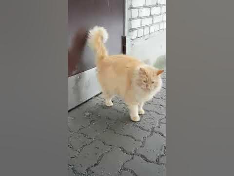 Кот стучит лапой в дверь!Рыжик хочет домой - YouTube