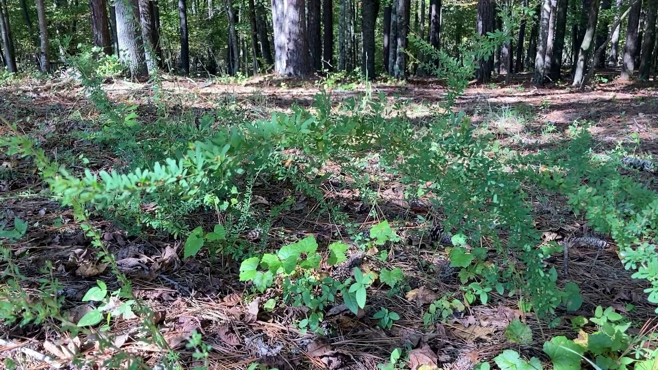 Lespedeza cuneata (sericea)