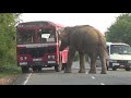 Beware of Wild Elephants on the Road වන අලි පාර මත ඉන්නා විට ගමන සීරුවට