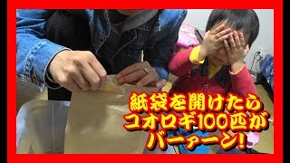 【大惨事/閲覧注意】トカゲの餌のコオロギを100匹買ってきたら大変な事になった！