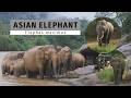Asian Elephant - Elephas maximus | Sri Lanka
