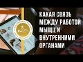 Как связаны работа мышц и состояние внутренних органов