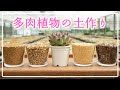 【秋の多肉ごと】どう育てたいかで土は決まります🌱