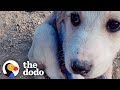 Couple Finds Tiny Puppy On A Mountain Covered In Blue "Paint" | The Dodo Faith = Restored