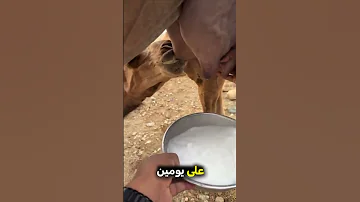 هل تعلم ماذا تسمى الناقة التي لأيتم حلبها لمدة تزيد عن اليومين ويمنع حوارها من رضاعتها اكسبلور 