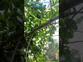 #plantas maracujá é um bom investimento