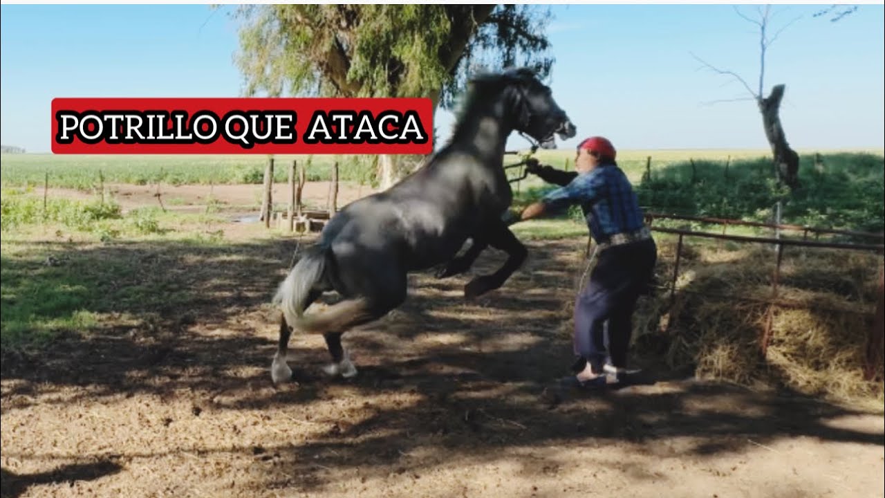 DESCUBRE LO PELIGROSO QUE SE PUEDE VOLVER UN POTRILLO HUMANIZADO