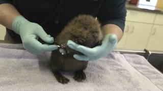 Meet the Adorable Baby Beaver, Timber!