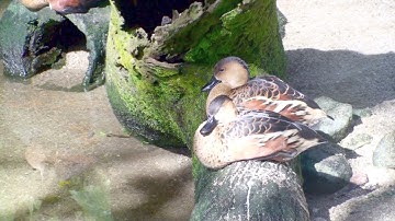 Wandering Whistling-Duck