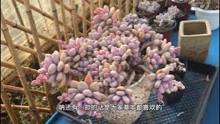 23种优雅高贵的紫色系多肉来袭，喜欢的花友们快收藏起来