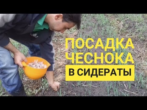 Важные правила посадки сидератов