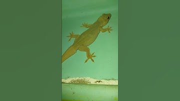 lizard video #big lizard #chhipkali video #gecko video #big lizard video #big chhipkali video#lizard