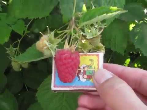 Малина гигант