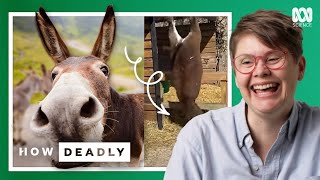 Horses are graceful, donkeys are NOT | REACTION