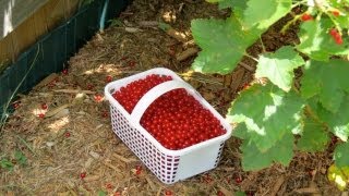 How to Make Red Currant Jelly