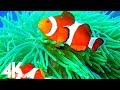 11 HOURS Stunning 4K Underwater footage + Music | Nature Relaxation™ Rare &amp; Colorful Sea Life Video