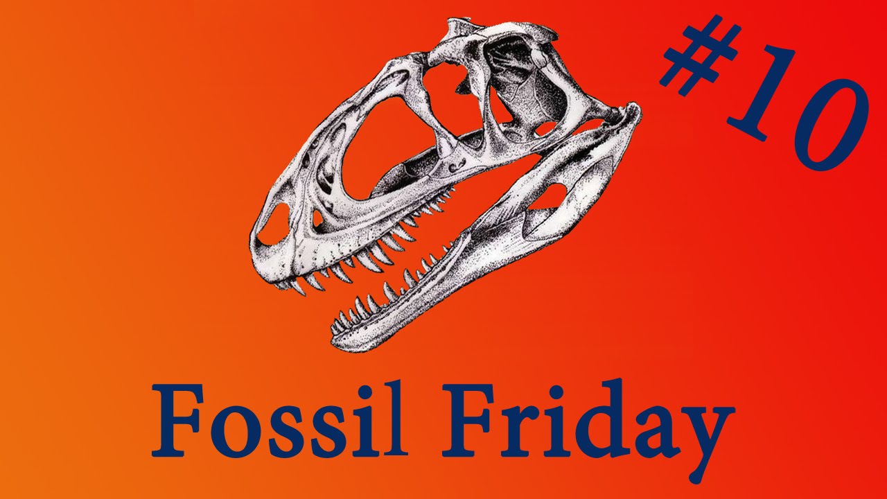 Play: A calm, detailed dinosaur fossil history vlog