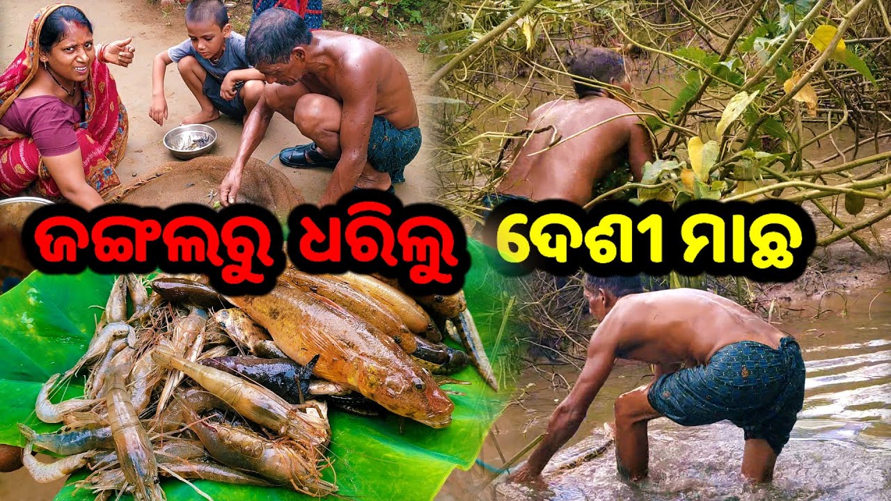 ଜଙ୍ଗଲରୁ ଧରିଲୁ ଦେଶୀ ମାଛ || Odia Family Vlog || Tapan Sanju Family Vlog
