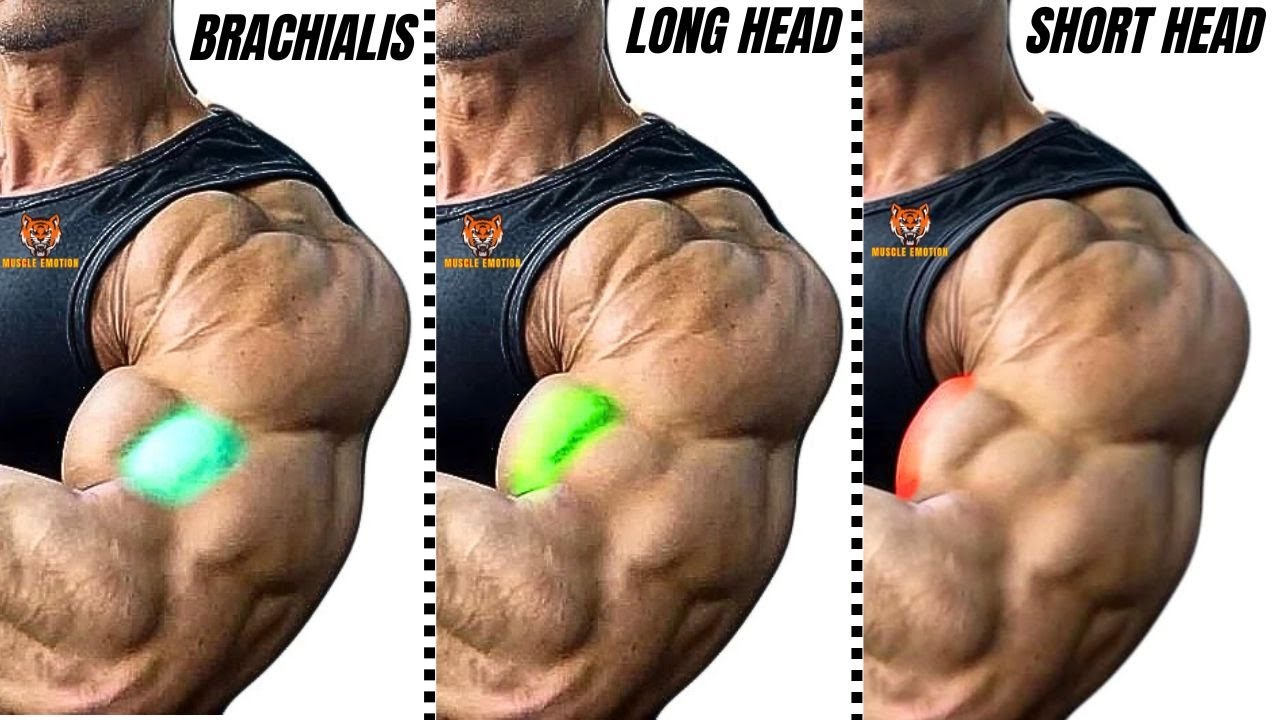 THE 5 MOST POWERFUL BICEPS EXERCISES TO BUILD HUGE ARMS - YouTube