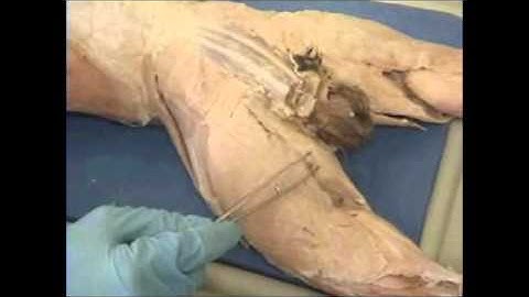 Cat dissection Part 2