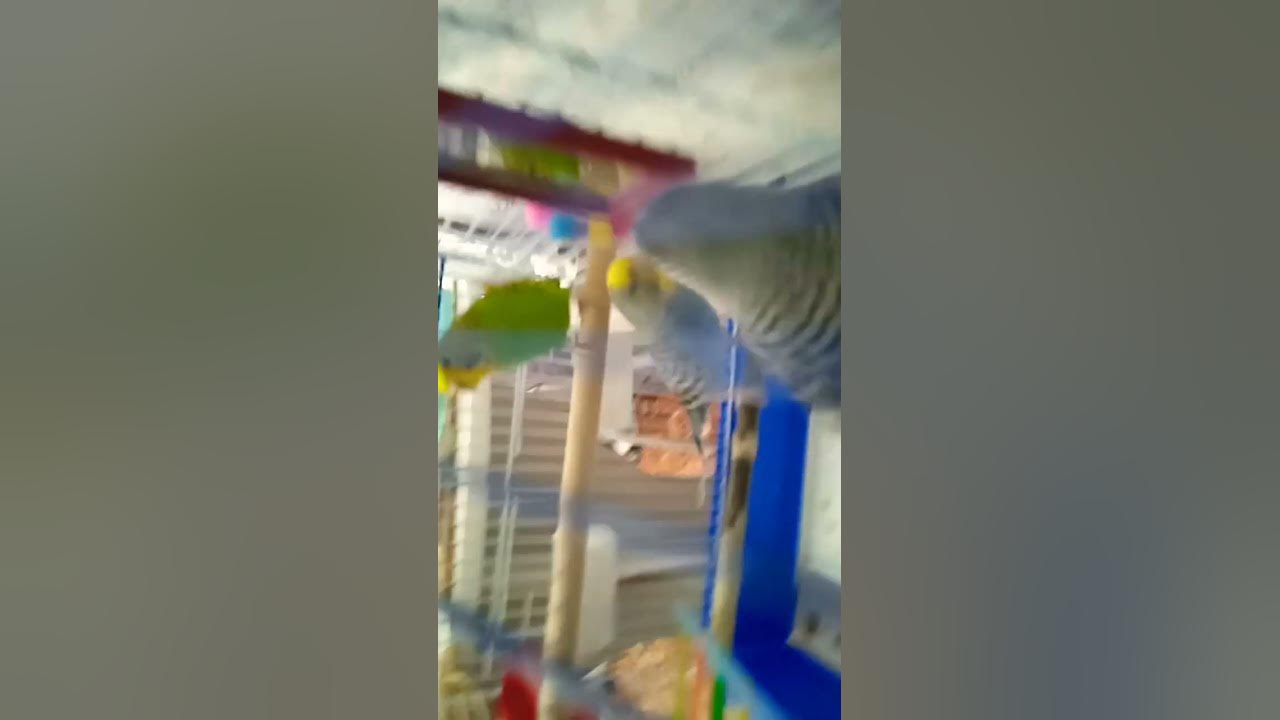 вац - YouTube