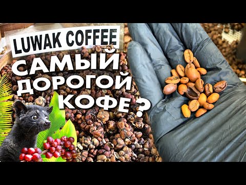 Video: Koliko košta kopi luwak kafa?