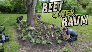 pflegeleichtes Beet gestalten unter Baum | Anleitung