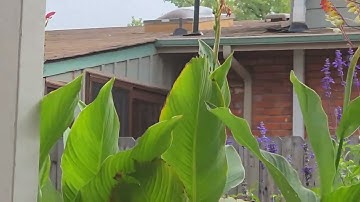 Hummingbird  update 10/7/25