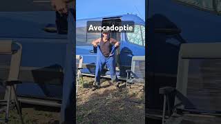 Je Eigen Spaanse Avocado Boom Vers Rechtstreeks Van De Boom.