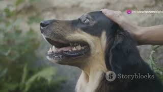 Hellhounds: Unleashing the Myth