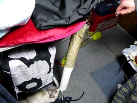 ポールダンス猫
