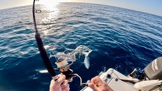 Catching the BEST Eating Fish, a Solo Fishing Adventure