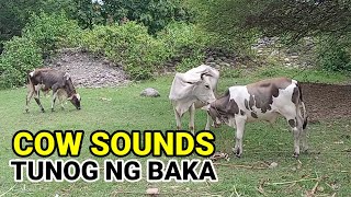 Cow Sounds Tunog Ng Baka
