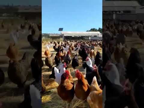 قطيعي من دجاجات الرائعة