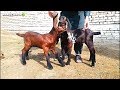 217 | GOAT FARMING | بکریوں کے چھوٹے بچے کیوں مر جاتے ہیں وجوہات اور علاج