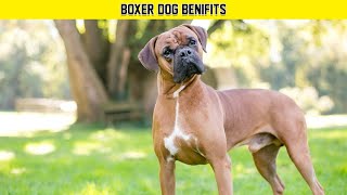 Do You Want To The Boxer Dog Breed Benefits And #facts Before Owning One? Watch