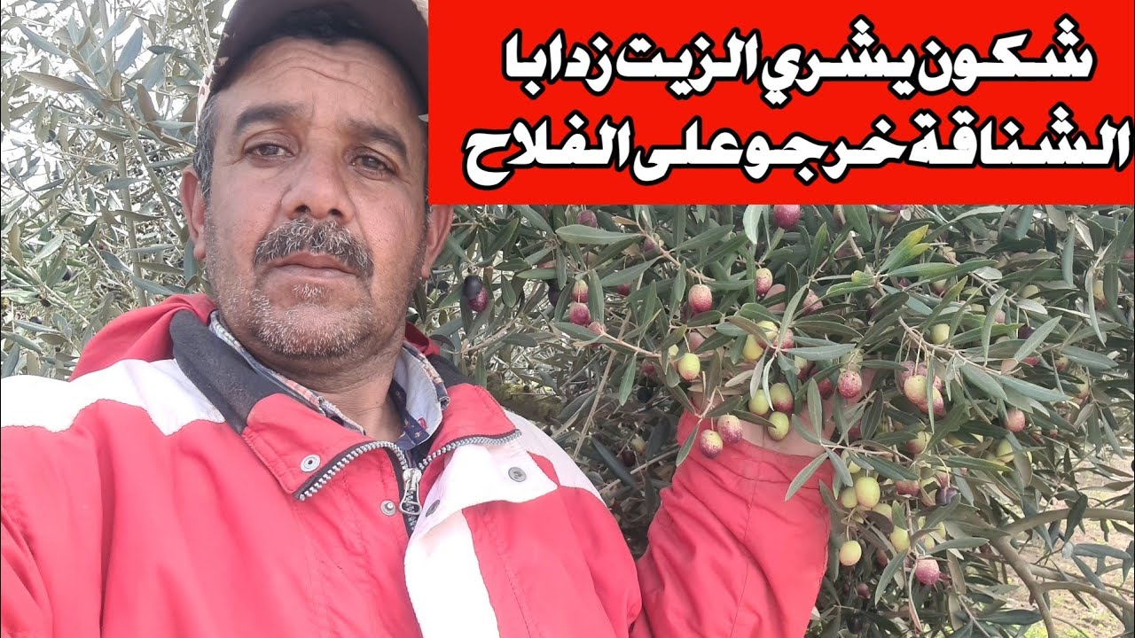 الزيتون يهوي وأسعار مخيفة وصلت إلى 1.5 درهم والغلة موجودة ماشاء الله